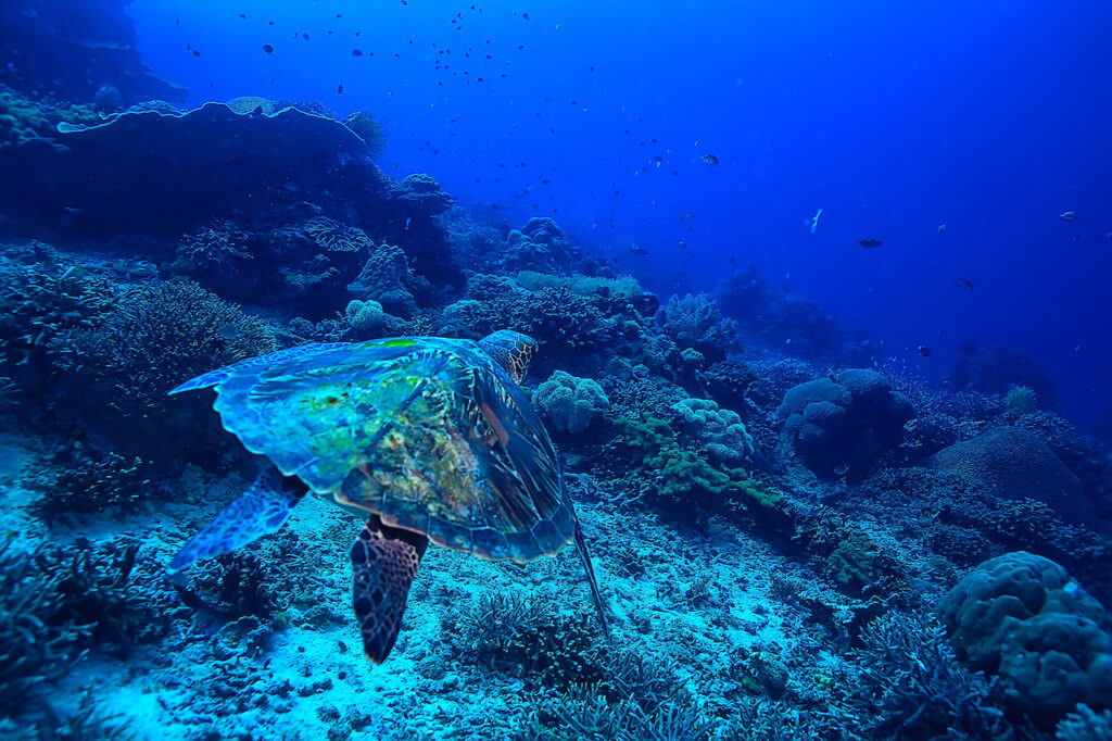 sea turtle underwater / exotic nature sea animal underwater turtle